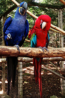 Macaws-Lucy and Simeon200.jpg